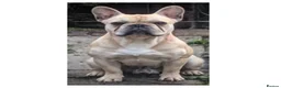 French Bulldog dogs for stud: French bulldog stud  - Advert 15