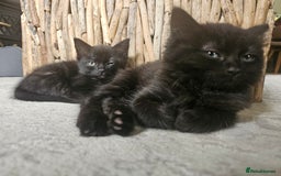 Mixed Breed cats for sale: 4 kittens looking for forever homes - Image 12