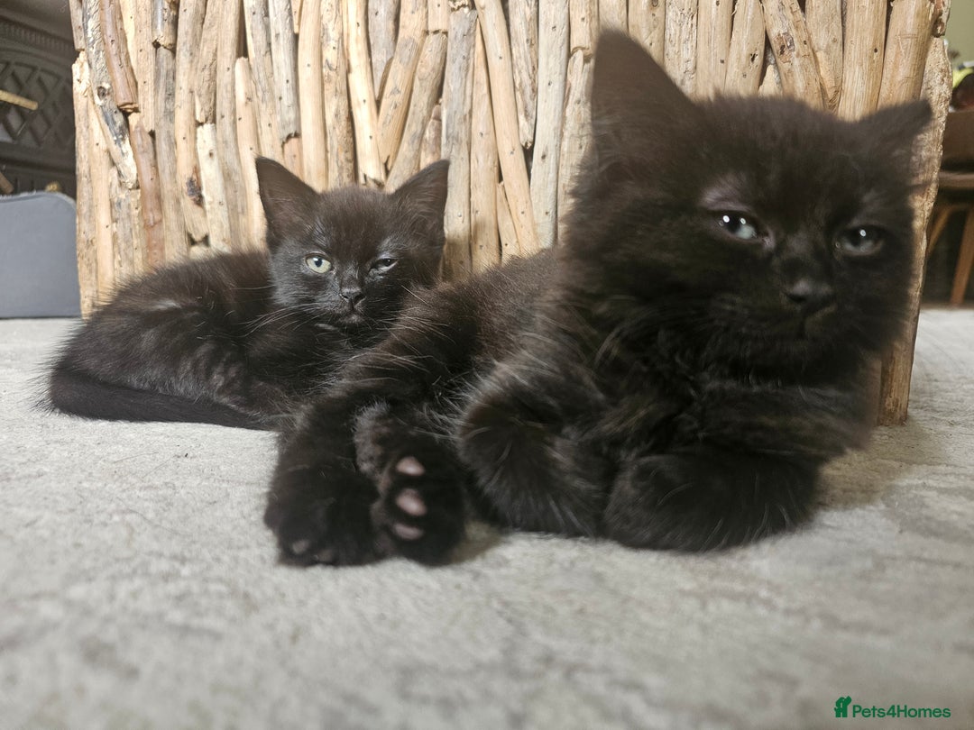 Mixed Breed cats for sale: 4 kittens looking for forever homes - Image 12