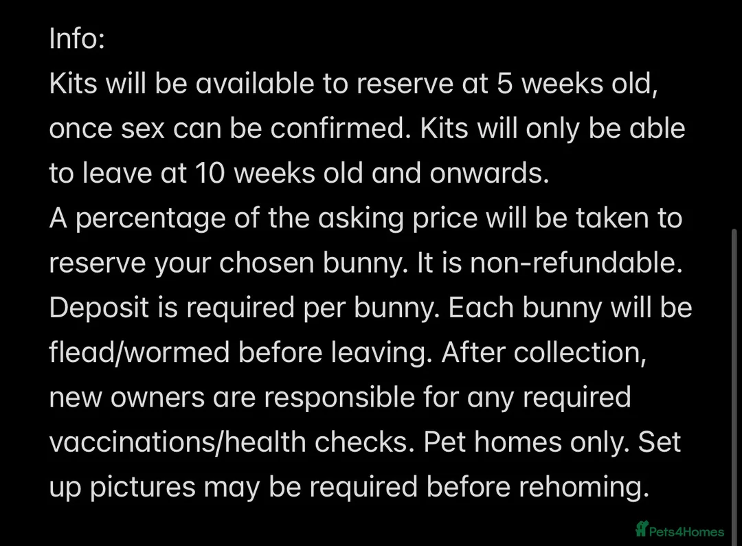 Mini Lop rabbits for sale: YOUNG BEW MALE MINI LOP FOR SALE - Advert 3