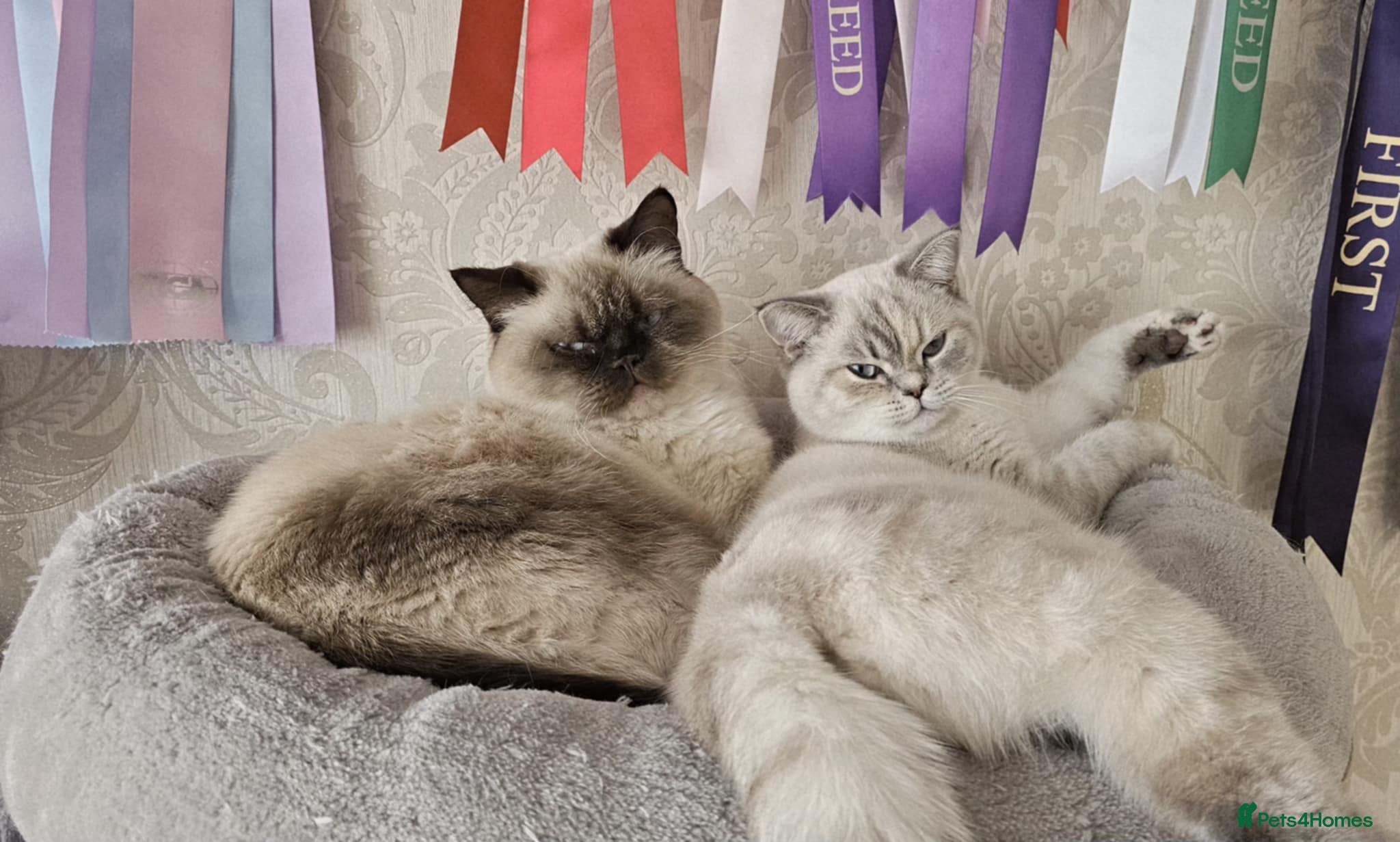 British Shorthair cats 🌸Stunning BSH Pointed females 🌸 - Advert 11