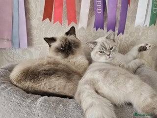 British Shorthair cats 🌸Stunning BSH Pointed females 🌸 - Advert 11