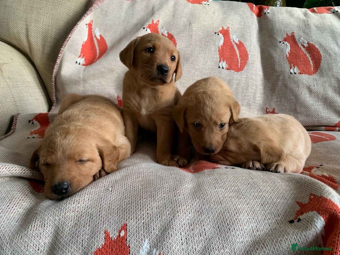 Labrador Retriever dogs for sale: Beautiful Kc registered Royal bloodline Labrador  - Advert 19