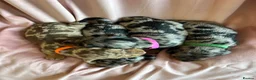 Miniature Dachshund dogs for sale:  KC Registered Miniature Dachshund Puppies in London - Advert 3