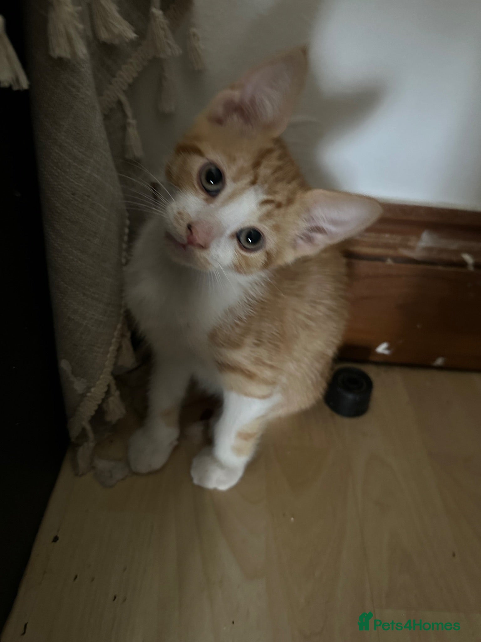 Domestic Shorthair cats cute Kittens Looking for Their Forever Homes 🐾 - Advert 18