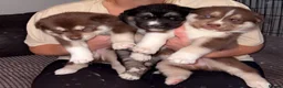 Siberian Husky dogs for sale: Stunning siberian husky puppies  in Dunstable - Advert 5
