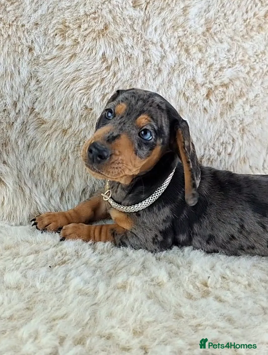 Miniature Dachshund dogs for sale: Beautiful Miniature Dachshund Puppies  - Advert 13