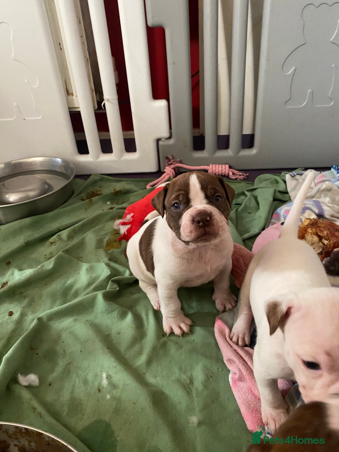 Alapaha Blue Blood Bulldog dogs for sale: TOP QUALITY PURE ALAPAHA BULLDOGS - Advert 35