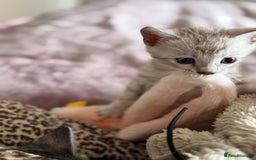 Bengal cats for sale: 💙Stunning Silver Mink Bengal TICA registered  - Image 27