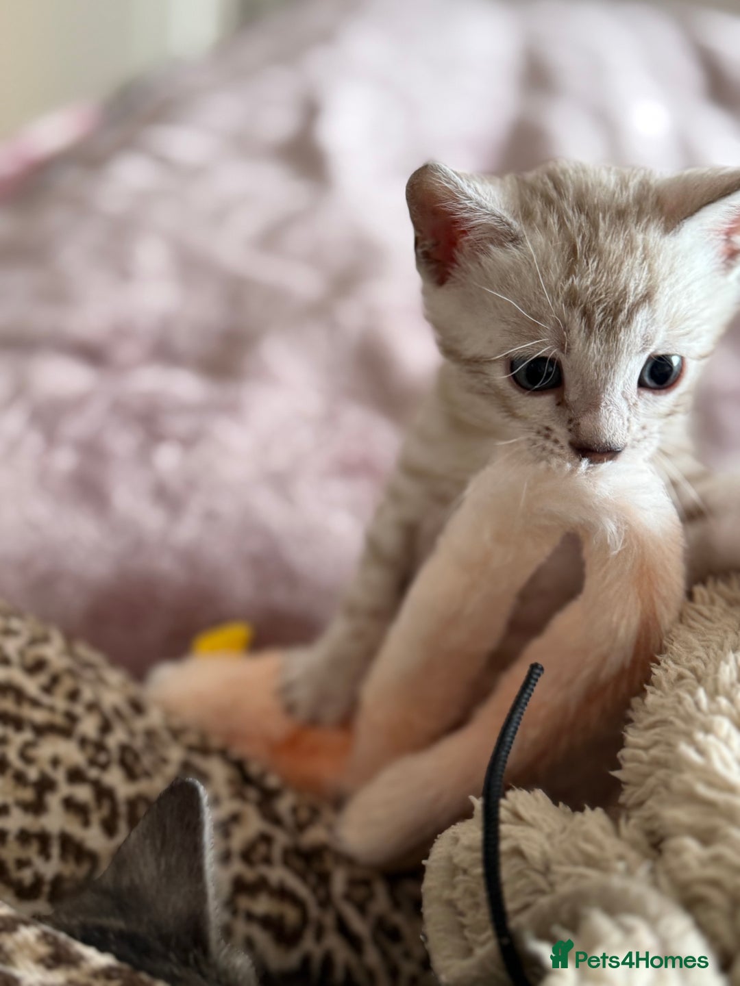 Bengal cats for sale: 💙Stunning Silver Mink Bengal TICA registered  - Image 27