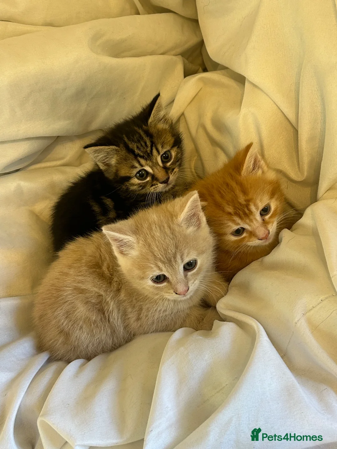 Mixed Breed cats for sale: Gorgeous Kittens  - Advert 1