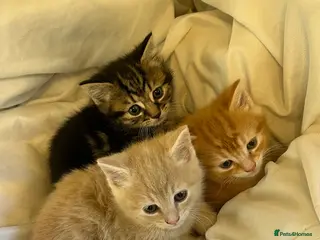 Mixed Breed cats Gorgeous Kittens - Advert 7