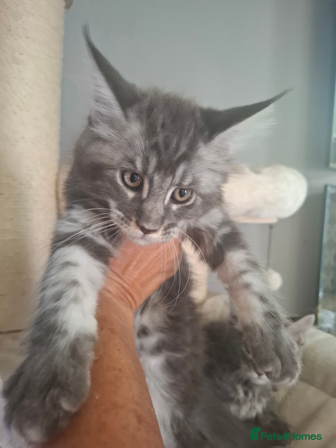 Maine Coon cats for sale: Xxl pure mainecoons  - Image 4
