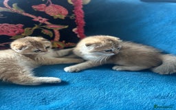 Scottish Fold cats for sale: Gold Chinchilla Scottish fold baby’s  - Image 32