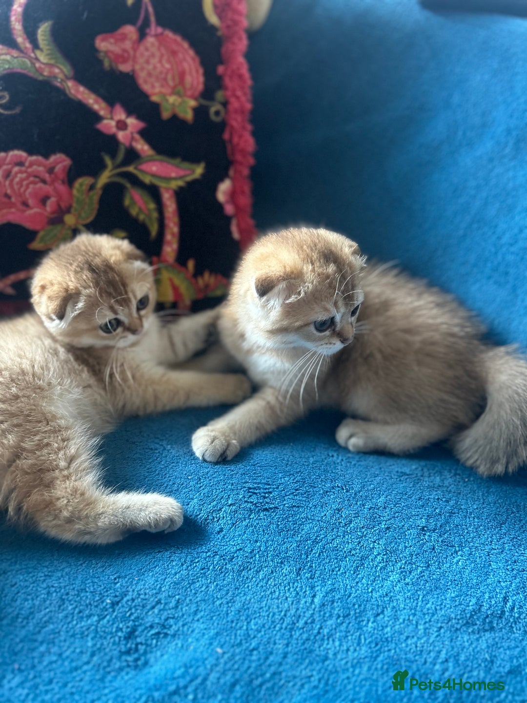 Scottish Fold cats for sale: Gold Chinchilla Scottish fold baby’s  - Image 32