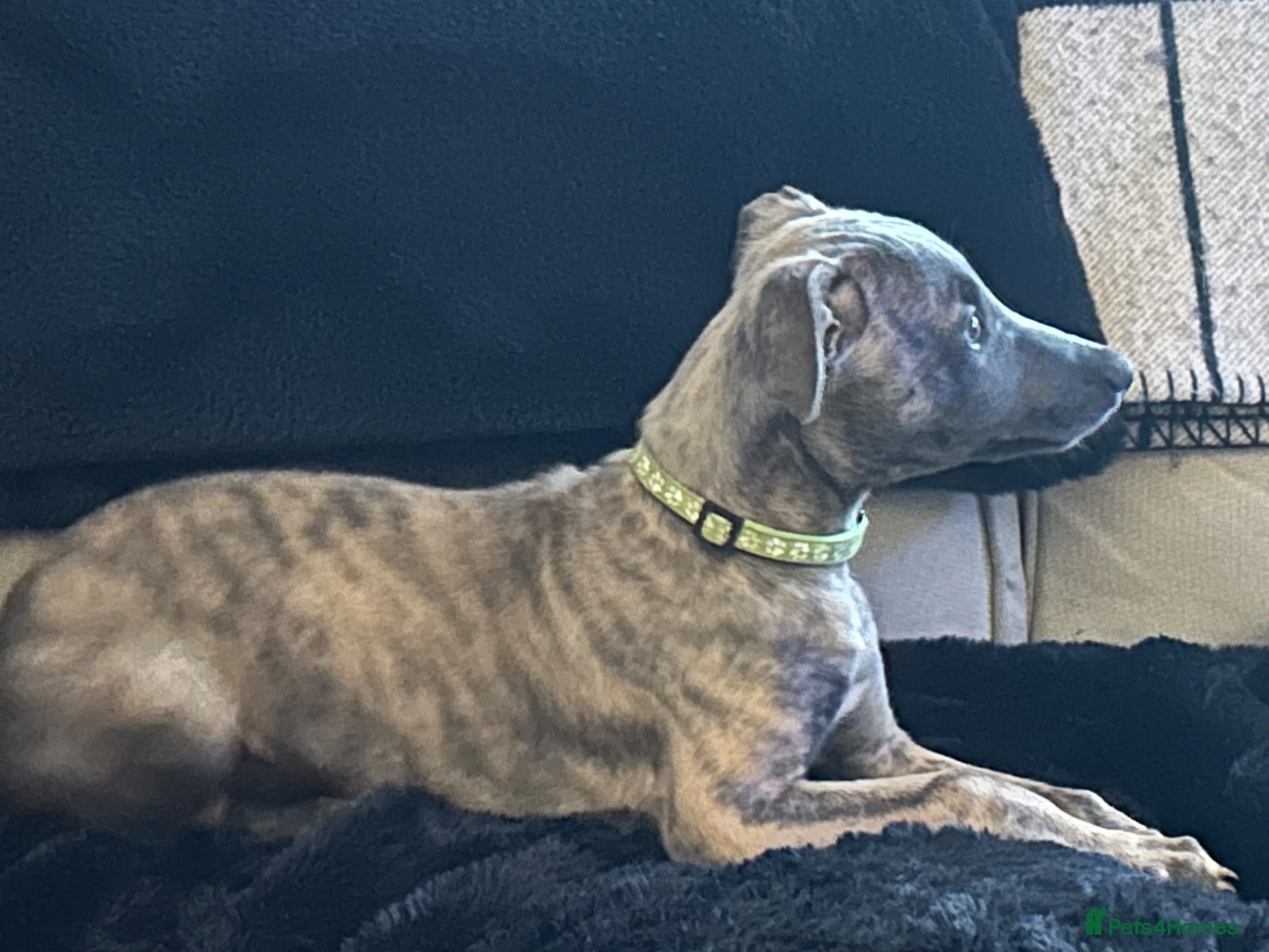Whippet dogs Bartemius Crouch ** Ready to go now** - Advert 1
