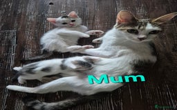 Mixed Breed cats for sale: 3 Beautiful Tabby/Russian Blue kittens - Image 15