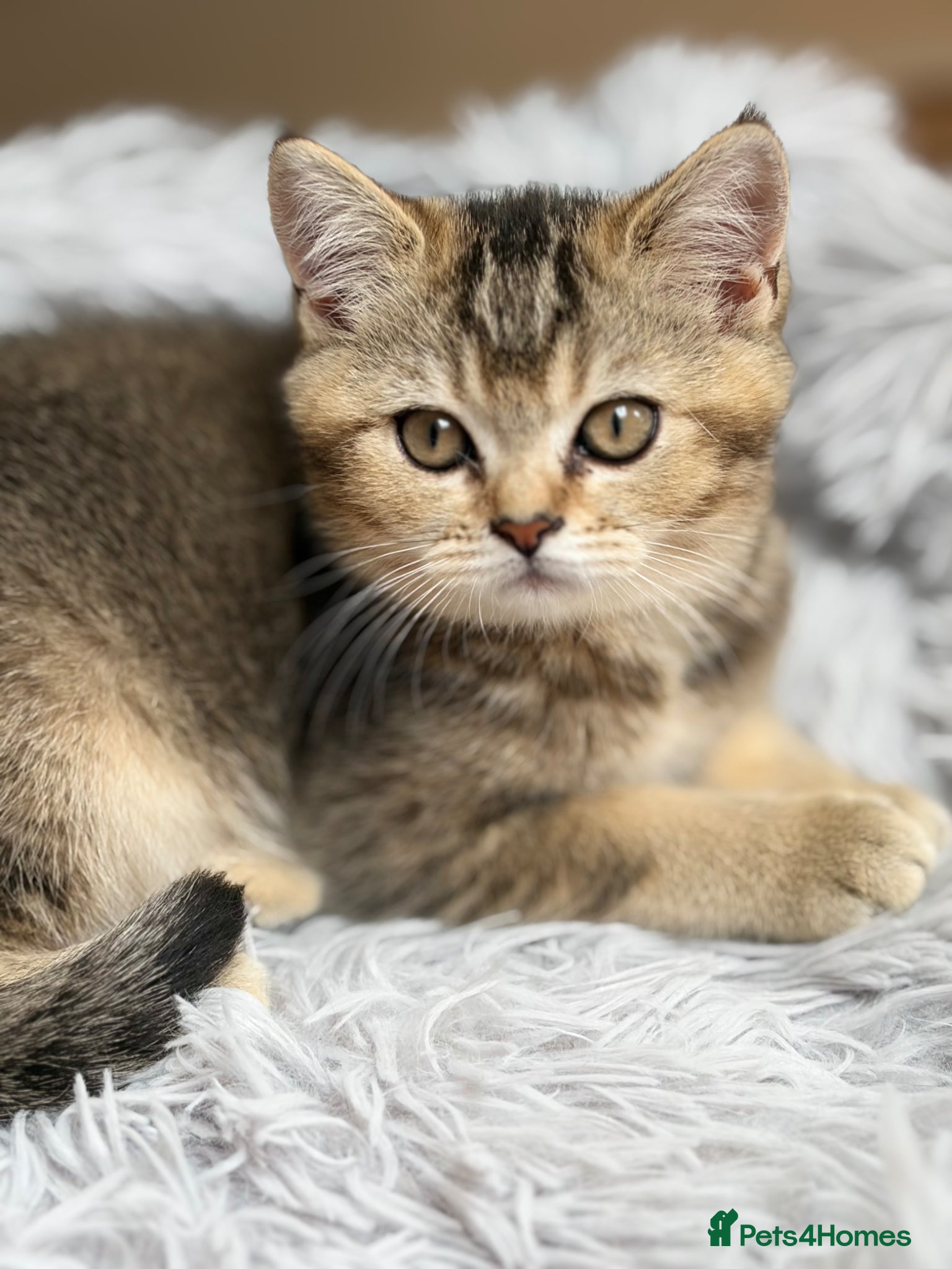 British Shorthair cats Pure Pedigree Golden Tabby NY21 British Shorthair - Advert 2