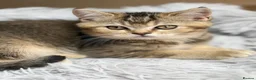 British Shorthair cats for sale: Pure Pedigree Golden Tabby NY21 British Shorthair - Advert 2