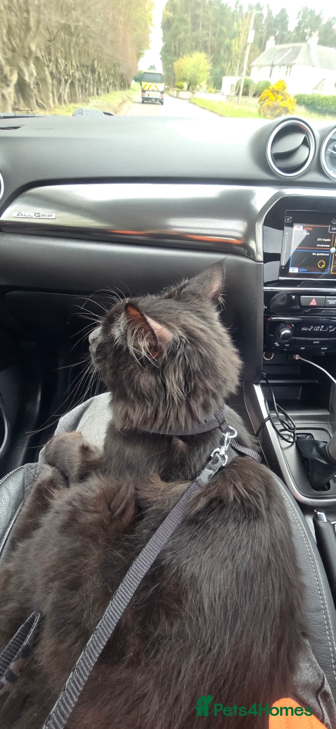 Maine Coon cats for sale: Maine coon kitten - Advert 2