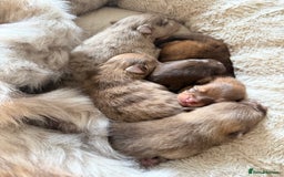 Pomeranian dogs for stud: 🐾✨ ** Lilac Tan Proven Stud Available! ✨🐾 - Image 12