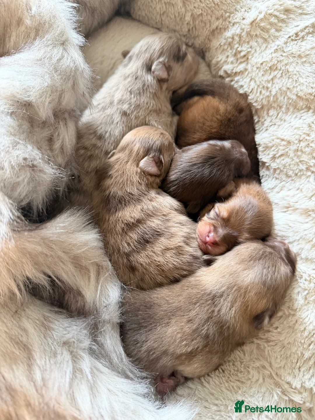 Pomeranian dogs for stud: 🐾✨ ** Lilac Tan Proven Stud Available! ✨🐾 - Advert 14