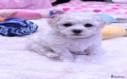 Bichon Frise dogs for sale: KC Registered Pedigree Bichon Frise Puppies - Image 4