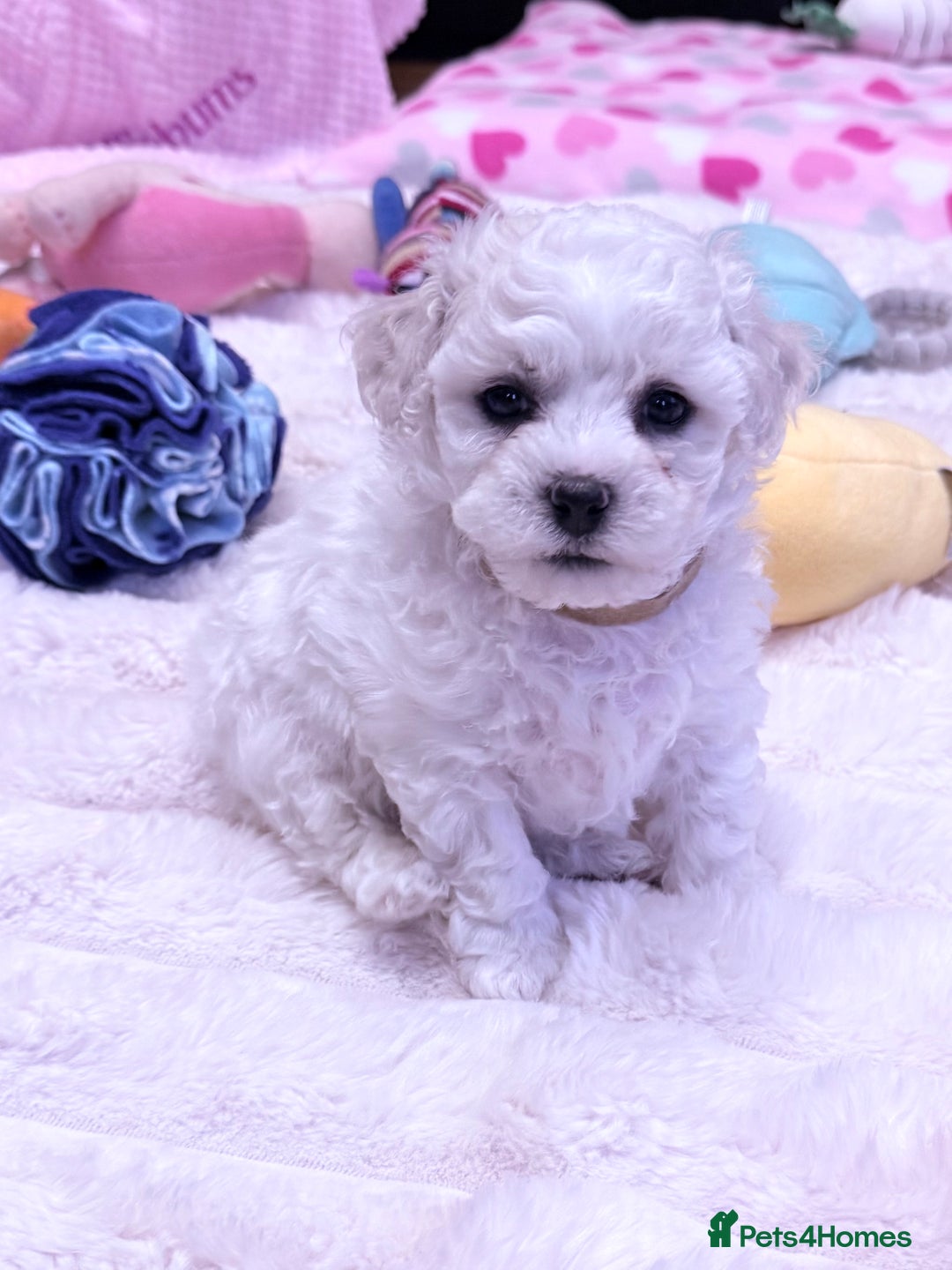 Bichon Frise dogs for sale: KC Registered Pedigree Bichon Frise Puppies - Image 4