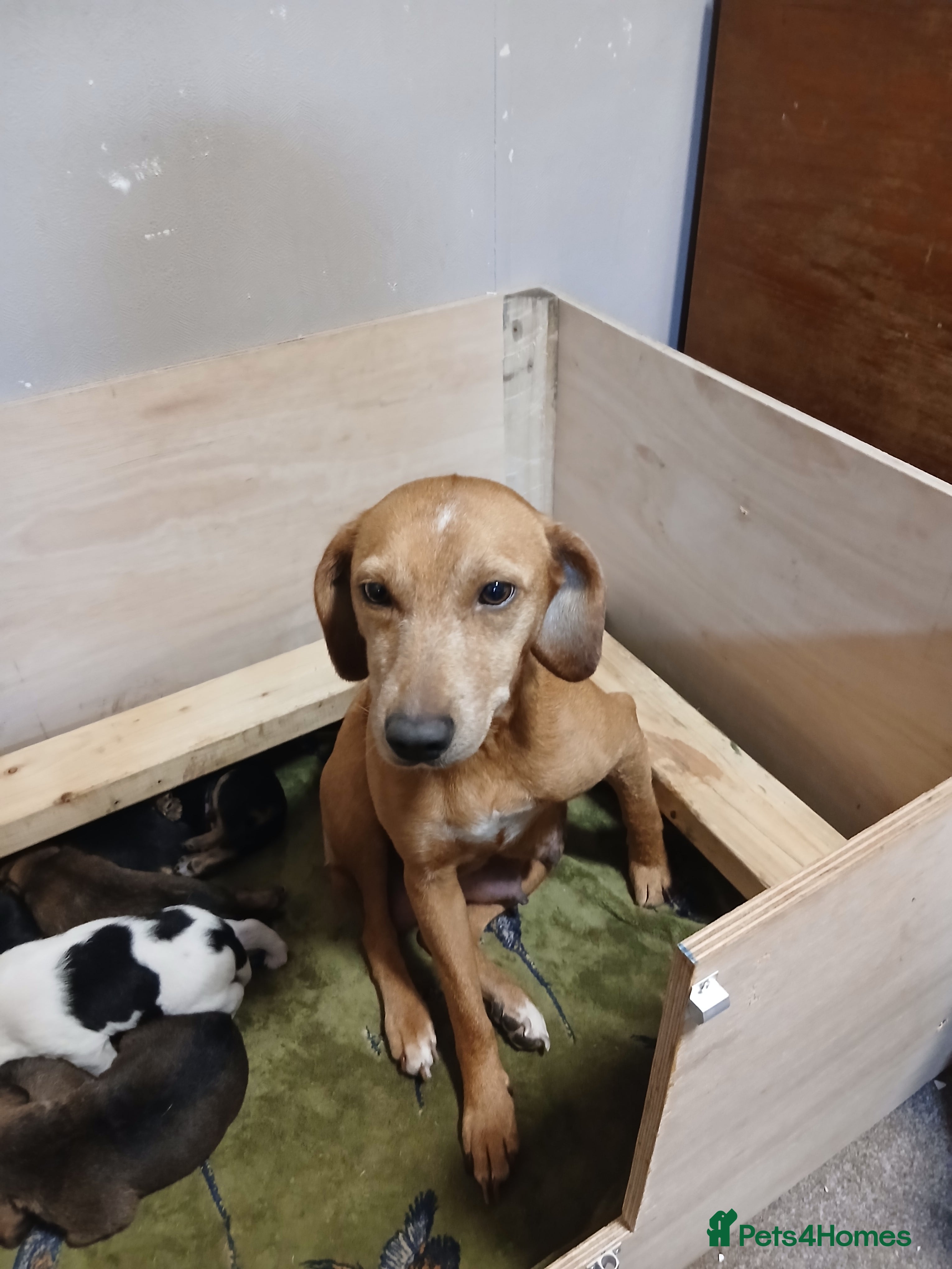 Mixed Breed dogs Beagle x lakeland  - Advert 2