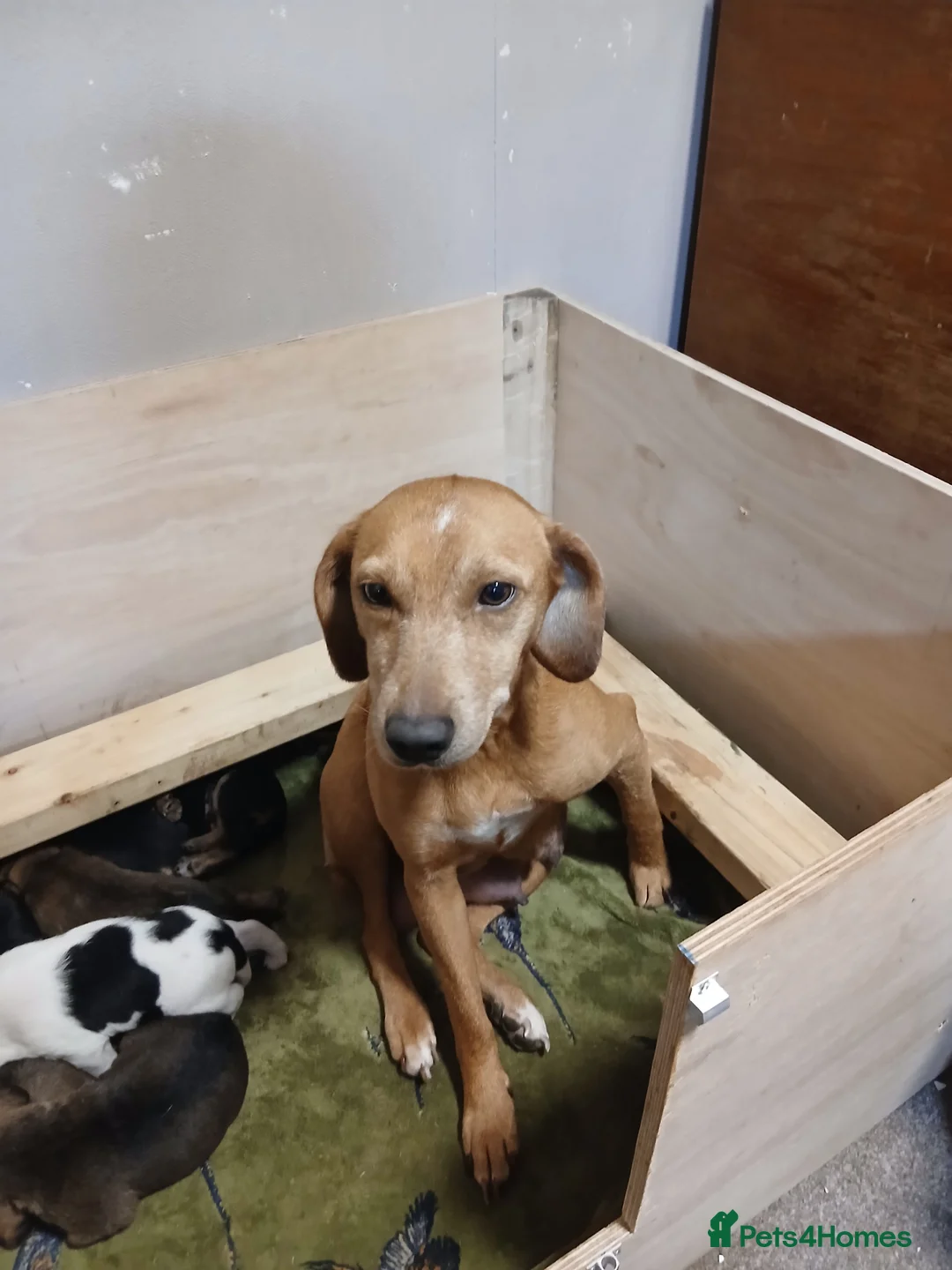 Mixed Breed dogs for sale: Beagle x lakeland  - Advert 1