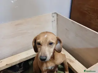 Mixed Breed dogs Beagle x lakeland - Advert 2