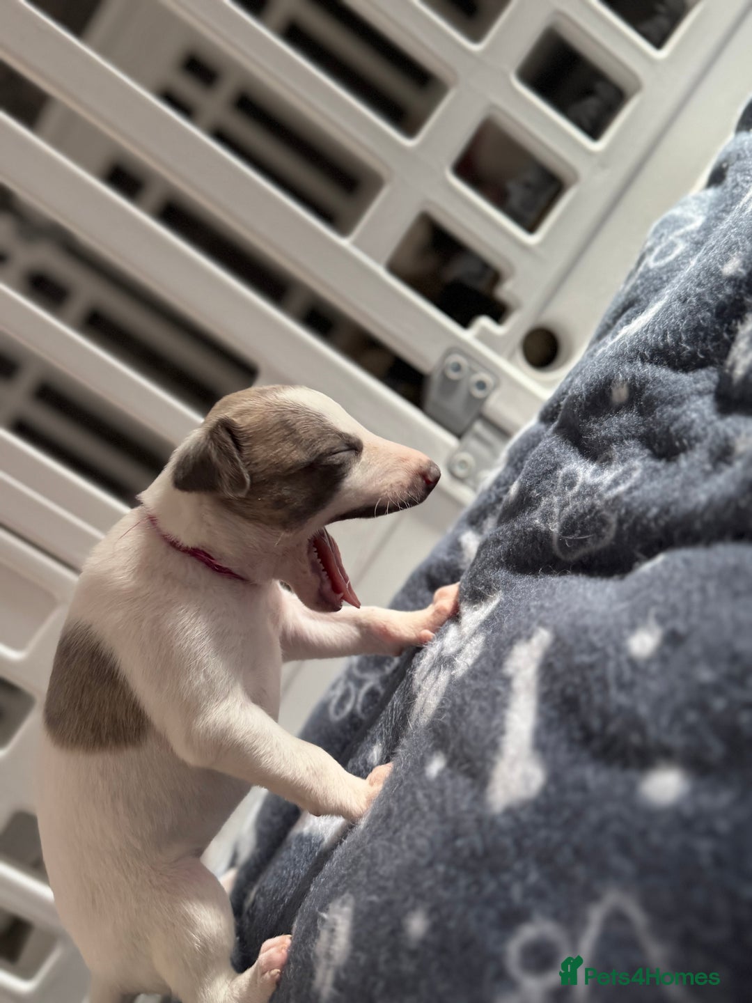 Whippet dogs for sale: KC Whippet puppies only 2 boys left  - Advert 2