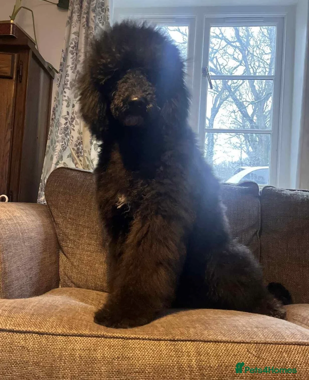Standard Poodle dogs for sale: Standard poodle boy  - Advert 1