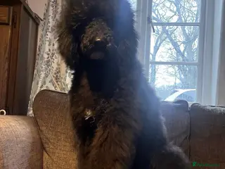 Standard Poodle dogs Standard poodle boy - Advert 3