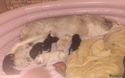 Shepsky dogs for sale: Beautiful shepsky - Image 15