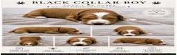 Australian Labradoodle dogs for sale: ⭐ Stunning Australian Labradoodles – Ready June ⭐ - Advert 24