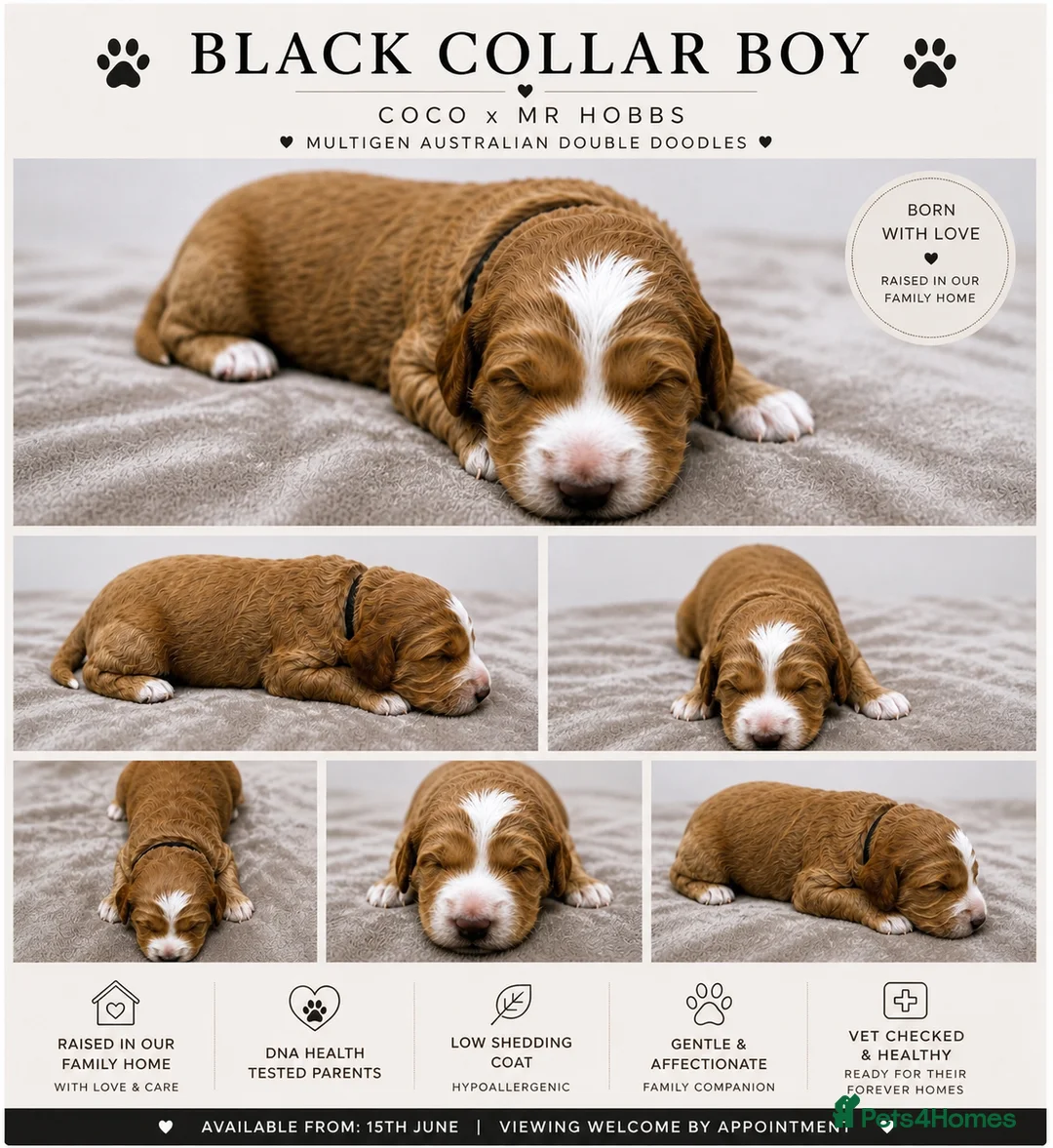 Australian Labradoodle dogs for sale: ⭐ Stunning Australian Labradoodles – Ready June ⭐ - Advert 24