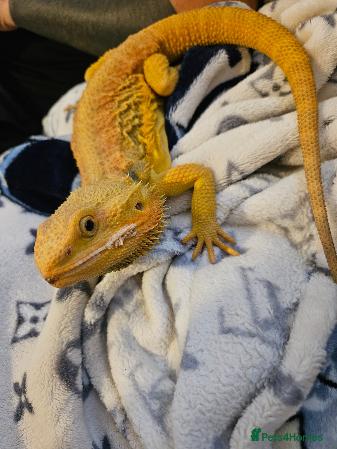 Lizard reptiles for sale: Bearded dragon and full set up - Image 4