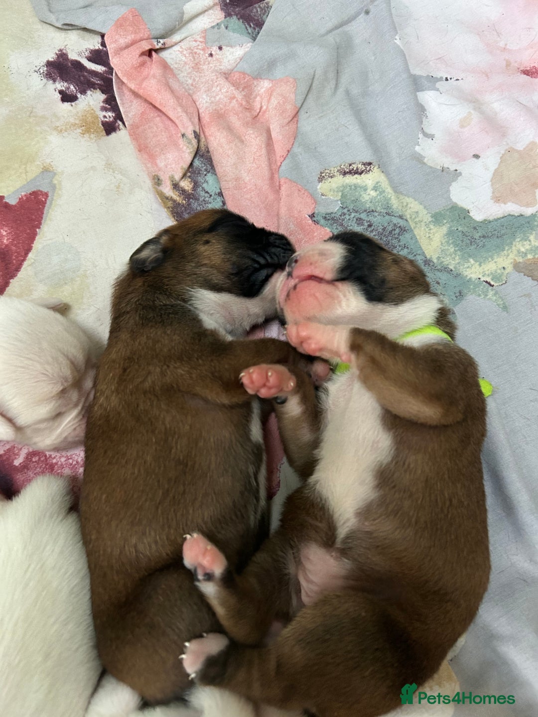 Boxer dogs for sale: Adorable BOXER puppies - Advert 27