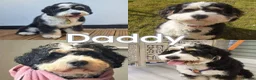 Bernedoodle dogs for sale: True Miniature sized Bernedoodles  - Advert 4