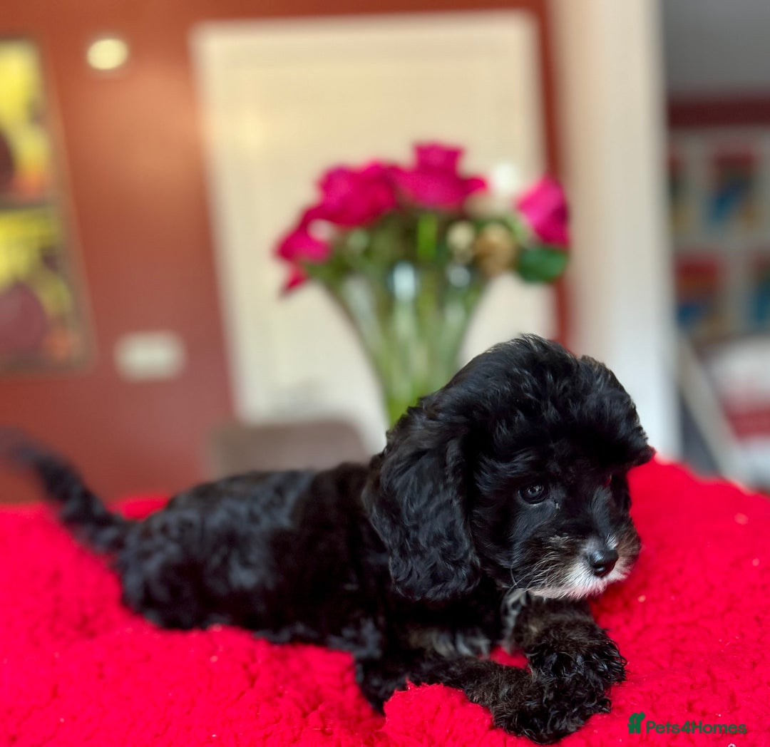 Cavapoo dogs for sale: Real Life Teddy Bears, Cavapoo babies  - Image 28