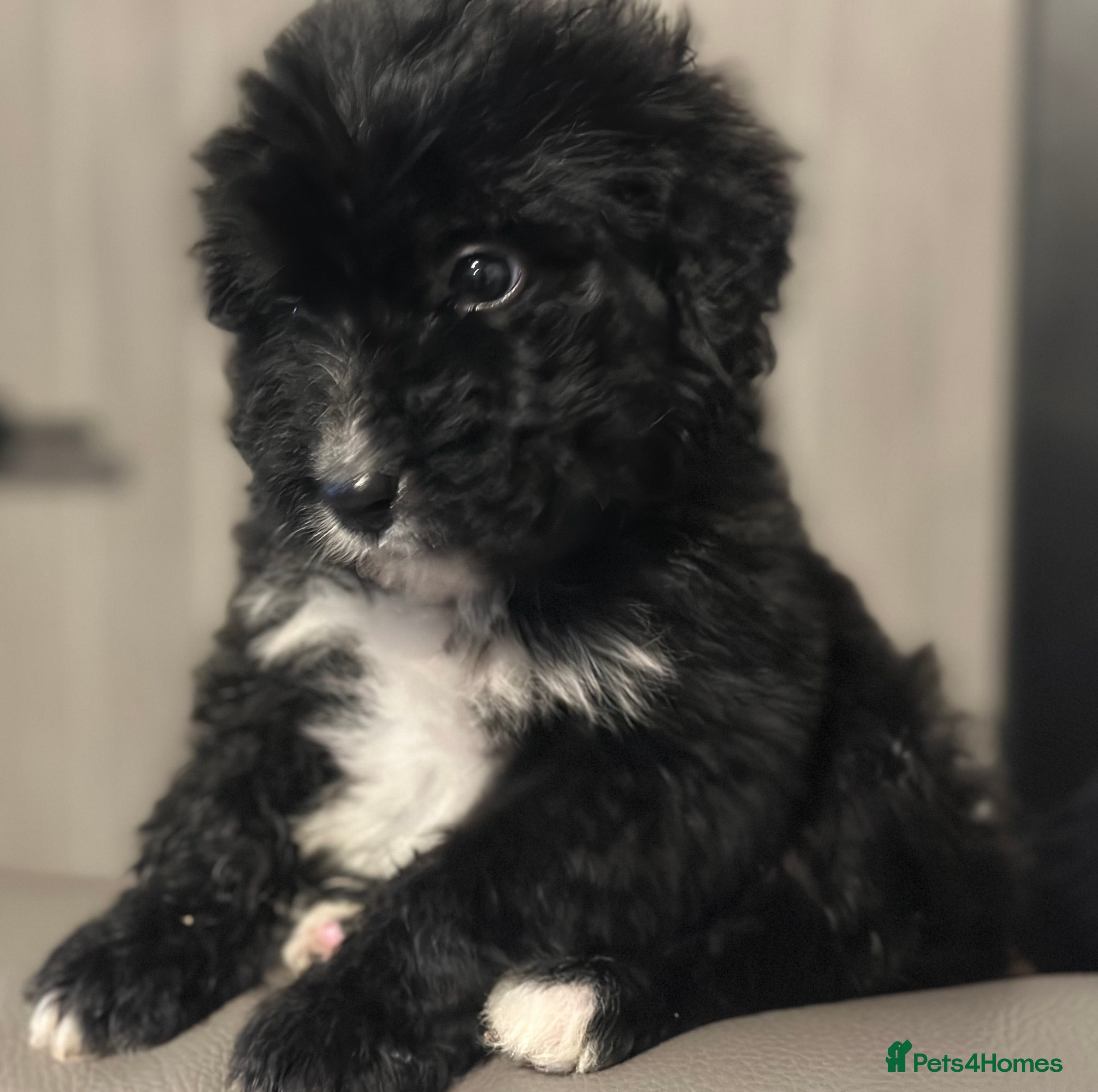 Bernedoodle dogs F1 STANDARD BERNADOODLE VACCINATED FULL VET CHECK - Advert 2