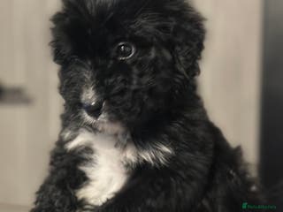 Bernedoodle dogs F1 STANDARD BERNADOODLE VACCINATED FULL VET CHECK - Advert 2