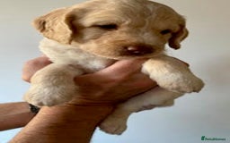 Labradoodle dogs for sale: Lily's Mini's - Multigen Mini Labradoodle Puppies - Image 16