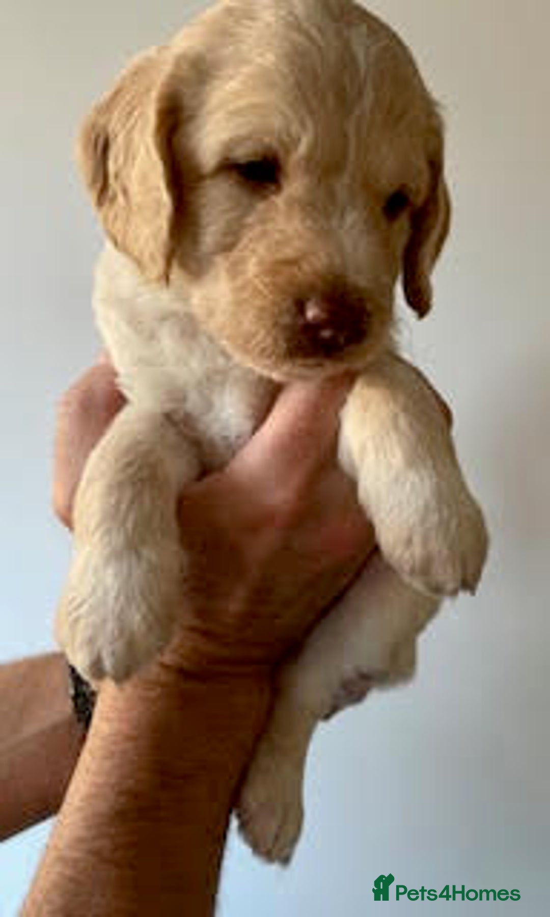 Labradoodle dogs for sale: Lily's Mini's - Multigen Mini Labradoodle Puppies - Image 16