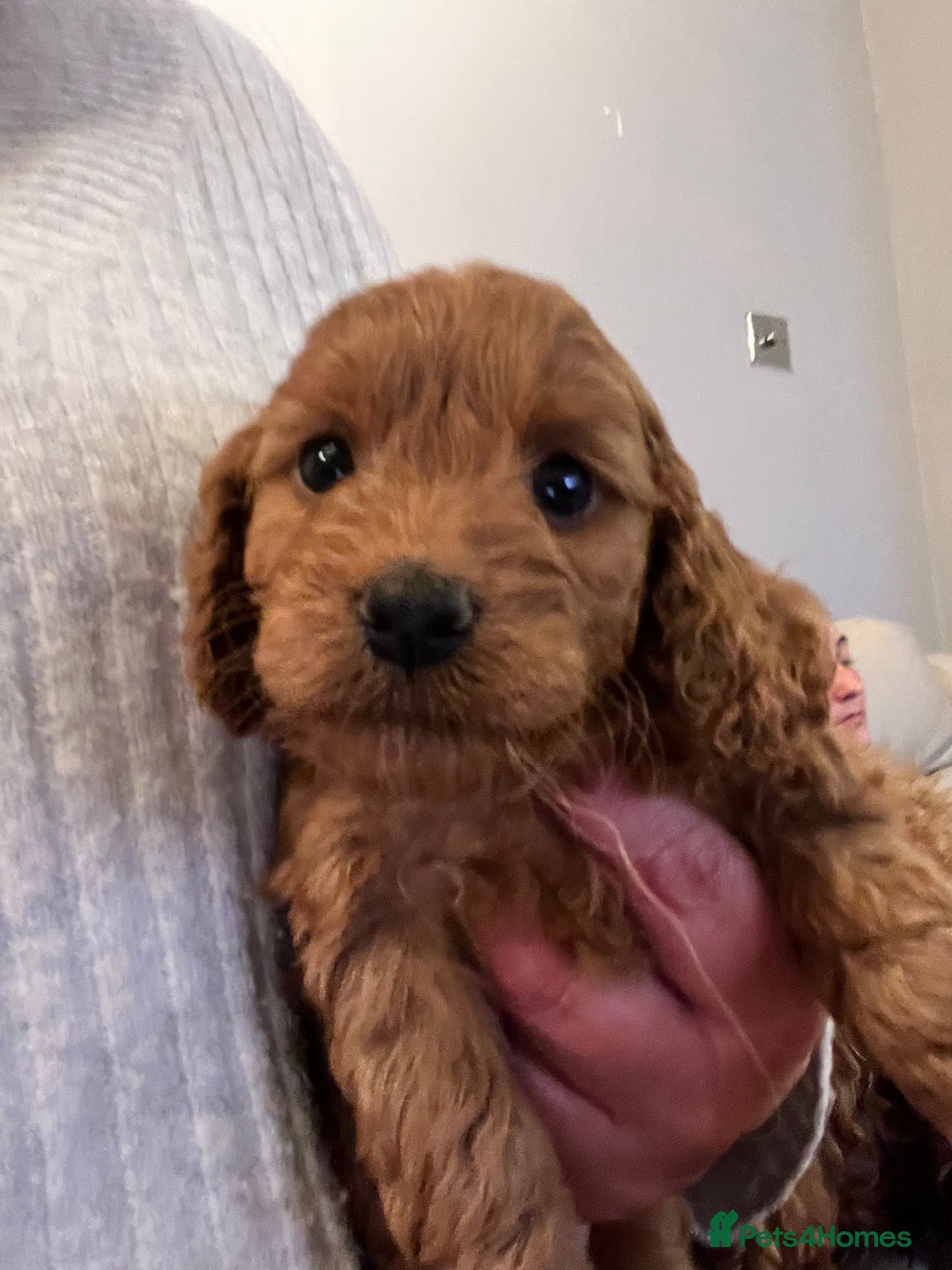 Cockapoo dogs for sale: RED COCKAPOO’s (toy size from show spaniel lines ) - Advert 8