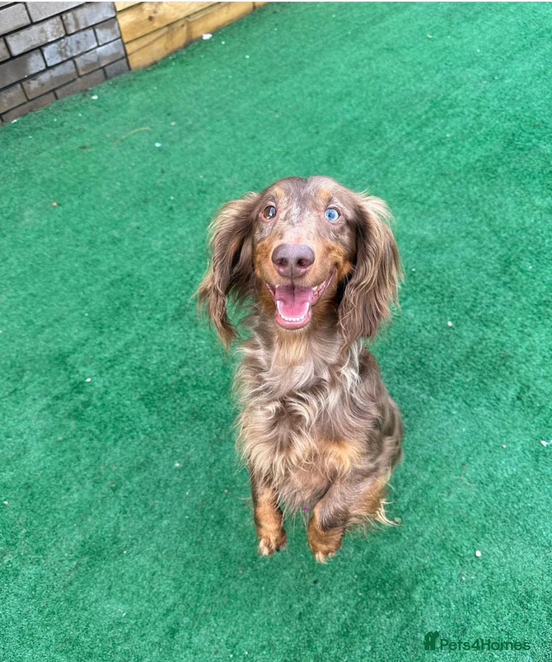 Dachshund dogs for stud: PROVEN KC Reg Longhaired dapple dachshund for STUD in Middlesbrough - Advert 3