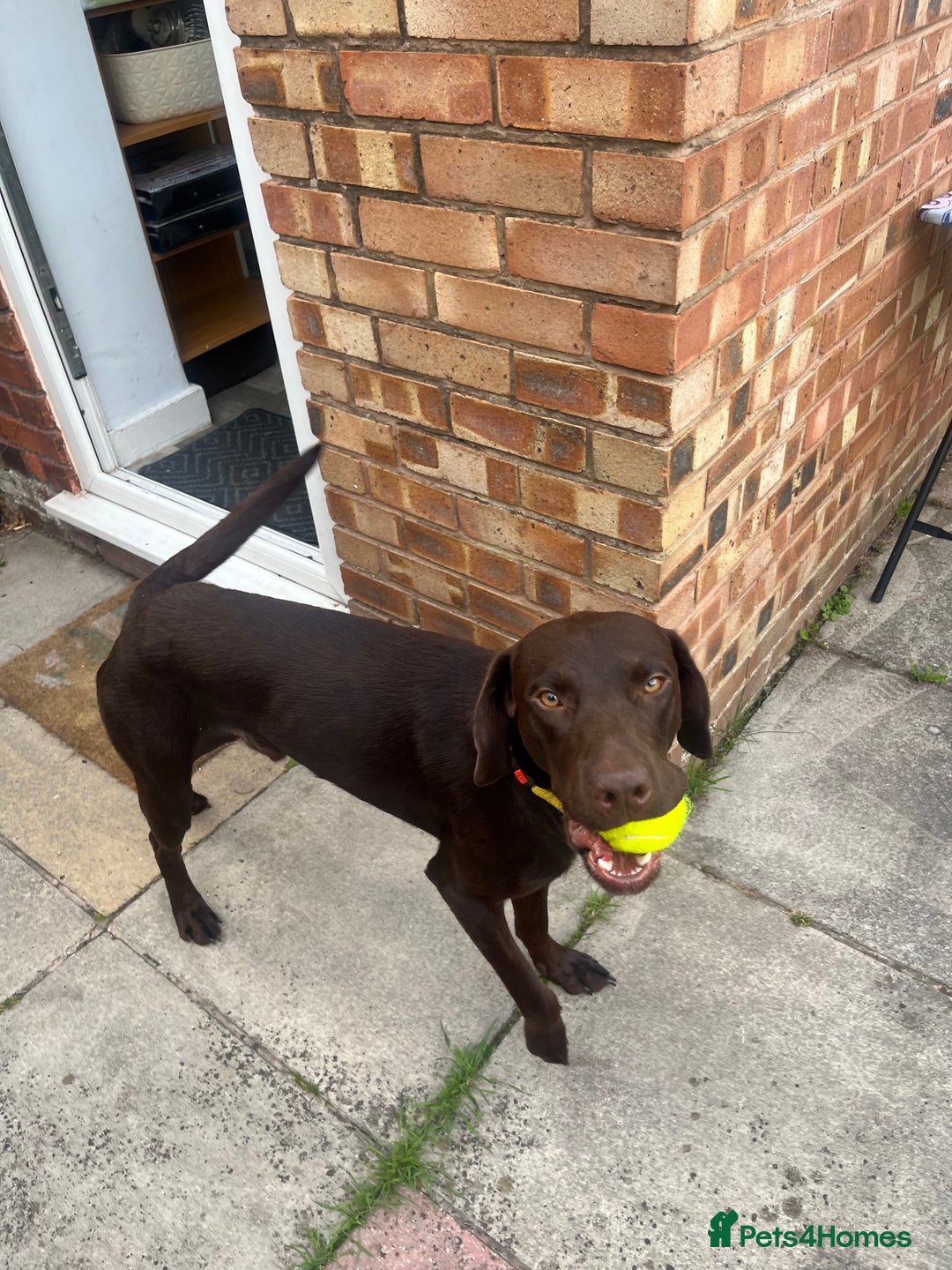 Labrador Retriever dogs for sale: New 5* home required  - Image 2