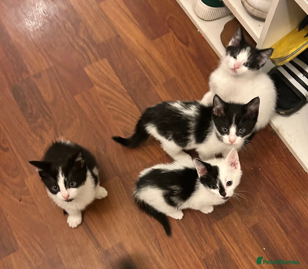 Mixed Breed cats for sale: Five kittens adorable for sale  - Advert 3