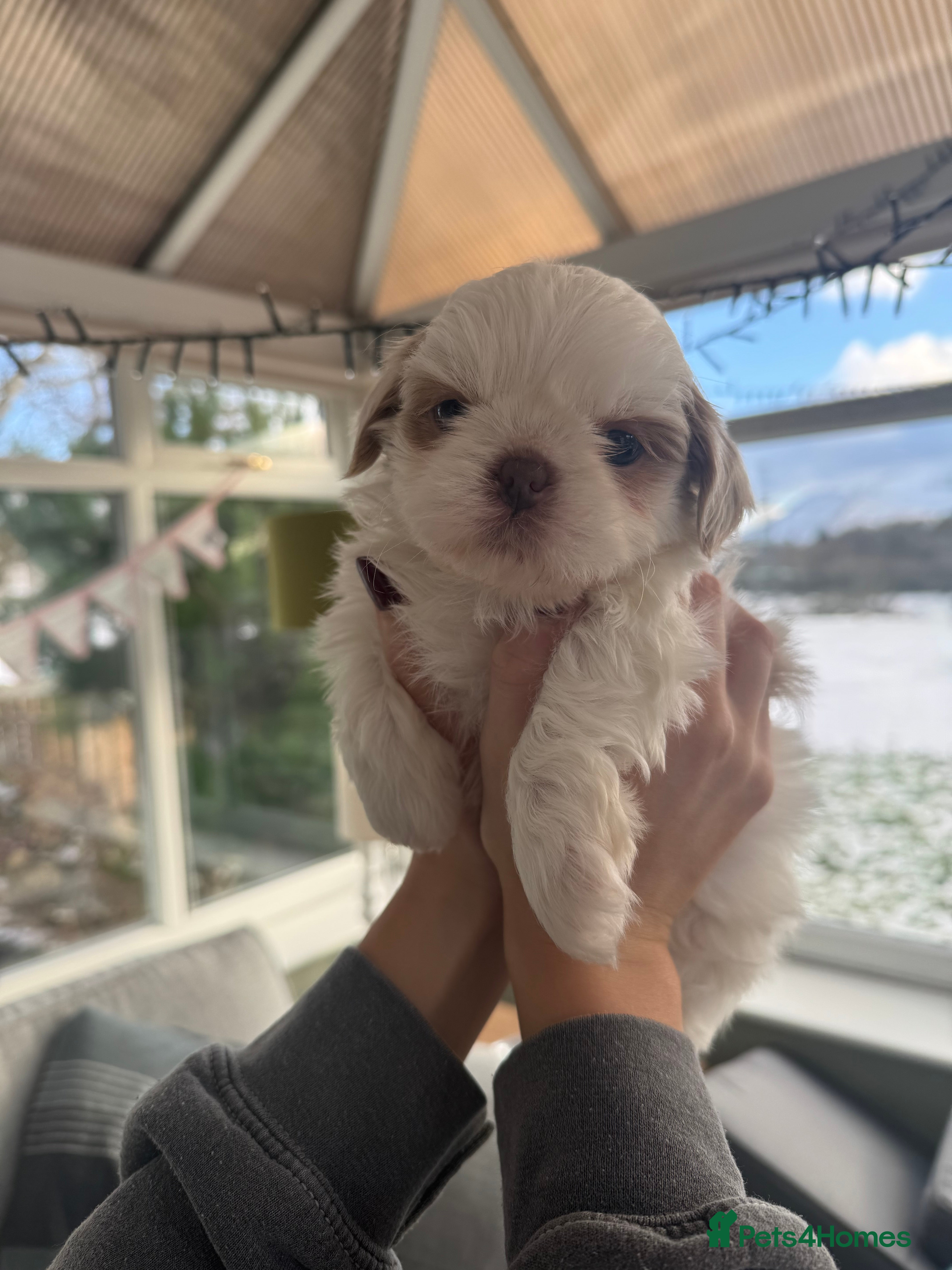 Shih Tzu dogs Imperial Shih-Tzu Puppies - Advert 9